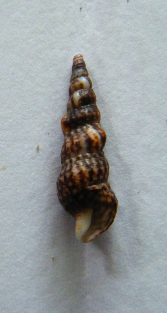 cerithium2